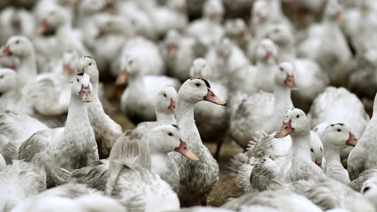 Des solutions pour limiter les effets de la crise aviaire