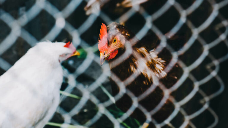 Des solutions pour limiter les effets de la crise aviaire